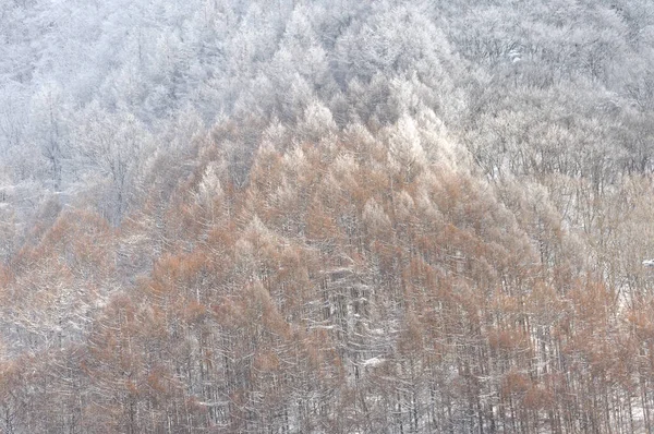 Ağaçlarla Kaplı Güzel Kış Dağları Kar Kar — Stok fotoğraf