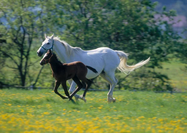 昼間の緑の夏の牧草地での馬 — ストック写真