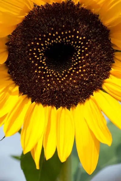 Schöne Gelbe Sonnenblume Feld Aus Nächster Nähe — Stockfoto