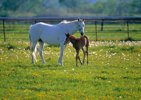Konie Zielonej Łące Dzień — Zdjęcie stockowe
