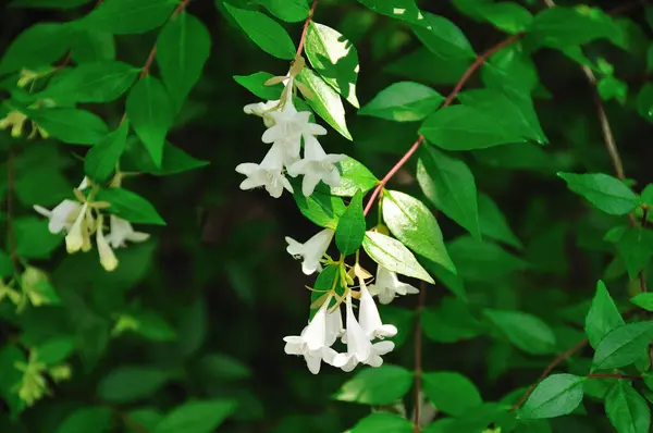 Λευκά Άνθη Του Κλαδιού — Φωτογραφία Αρχείου
