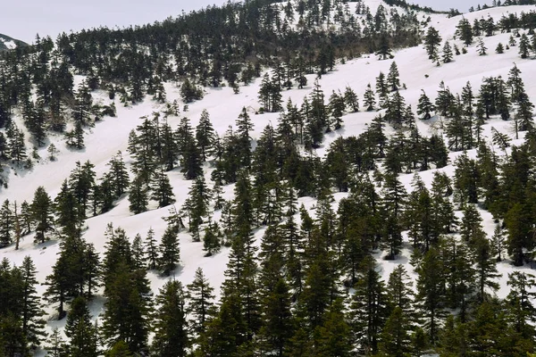 Piękny Krajobraz Górski Śniegiem Zielonymi Świerkami — Zdjęcie stockowe