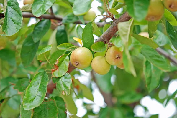 果樹園の木の枝にリンゴのクローズアップビュー — ストック写真