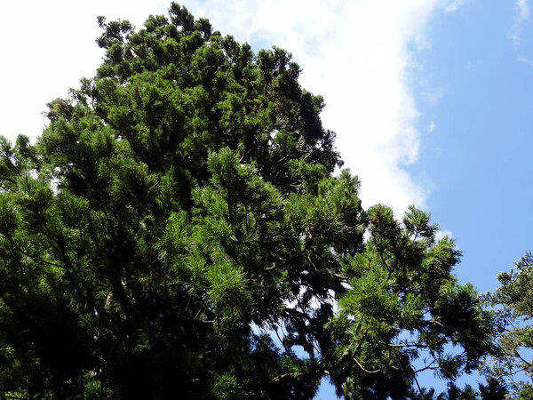 красивые зеленые деревья в лесу и голубое небо                     