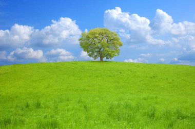 Mavi arka planda, yeşil tarlada yalnız bir ağaç. 
