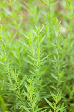 Bahçede yeşil yapraklar ve çiçekler