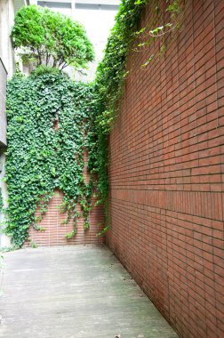 Yeşil sarmaşık duvarlı tuğla sokak