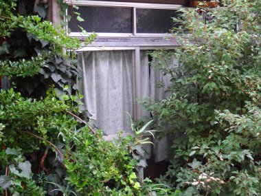 Evde büyüyen yeşil bitkilerin yakınlaşması 