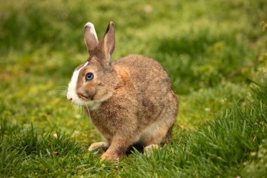Çimlerde bir tavşan