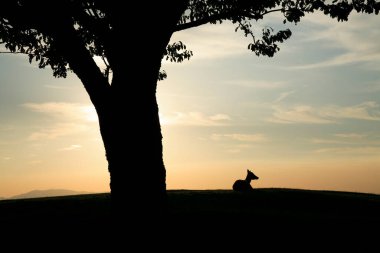 Gün batımında genç bir geyiğin silueti.