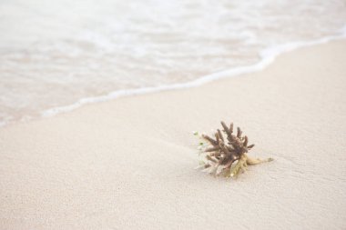 beautiful coral on sandy beach with sea wave on background