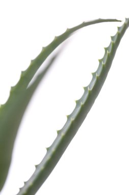 aloe vera bitkisi beyaz arkaplanda izole