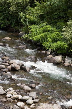 Ormanda, doğa arka planında güzel bir şelale