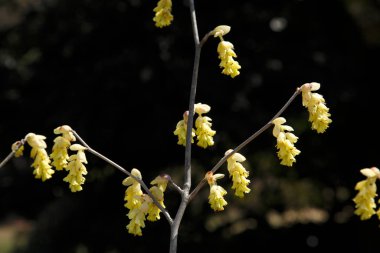 Yakın plan - Doğal Park 'ta sarı çiçeklerin fotoğrafı