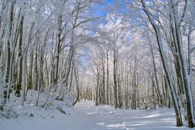 Güzel kış manzarası Ağaç toprağı ve karla kaplı ağaçlarla