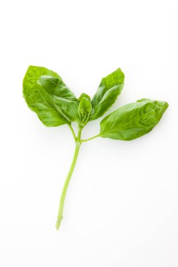 Beyaz fesleğen yaprağı.