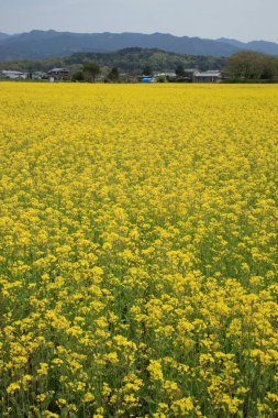 yellow flowers in the field of the countryside