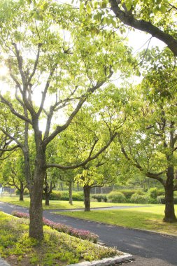 Bahar parkındaki büyük yeşil ağaçların güzel manzarası