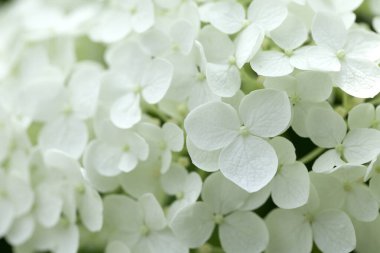 beyaz ortanca çiçeği arkaplanı