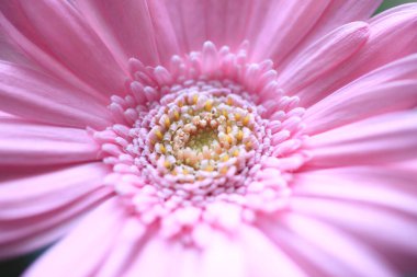Bahçedeki güzel pembe Gerbera çiçeğinin yakın plan görüntüsü     