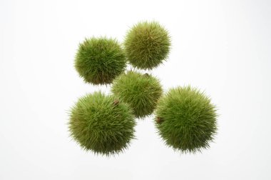 Castanea Crenata 'ya yakın, Japon kestaneleri beyaz arka planda izole edilmiş. 