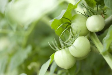 Taze yeşil organik domateslerin yakın görüntüsü