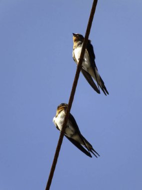 Kuşların mavi gökyüzüne karşı tel üzerinde tünediği düşük açılı görüntü