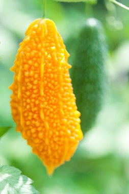 Yellow bitter melon hanging beside green fruit outdoors