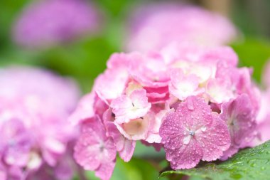 Bahar bahçesinde güzel pembe ortanca çiçekleri      