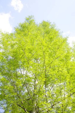 Ormanda yeşil yapraklar doğanın arka planında