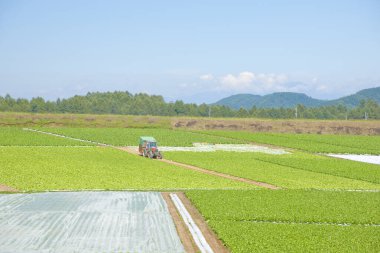 Sabah mavi gökyüzü ve beyaz bulutlu yeşil tarla