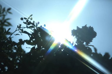 yeşil yapraklar, bitki örtüsü ve güneş ışığı