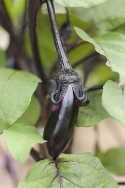 Mor patlıcan Bahçede.