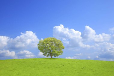 Mavi arka planda, yeşil tarlada yalnız bir ağaç. 