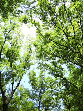 Mavi gökyüzünün arka planında yeşil ağaçlar