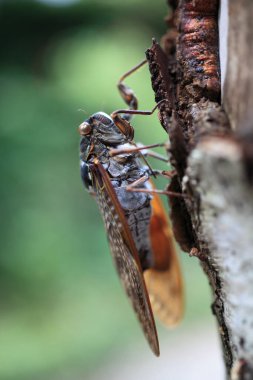 Ağaçtaki sineğin yakın görüntüsü, seçici odaklanma
