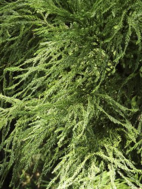 Güzel yeşil dalların yakın görüntüsü