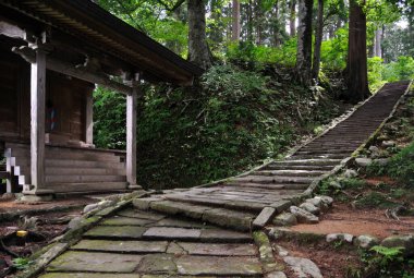 Ormandaki merdivenler.