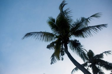 Mavi gökyüzü arkaplanına karşı palmiye ağacı