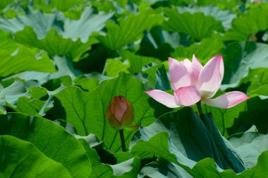 Güzel çiçekler, yakın görüş, doğa konsepti.