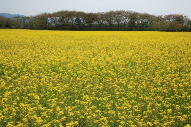 Güzel çiçekler, yakın görüş, doğa konsepti.