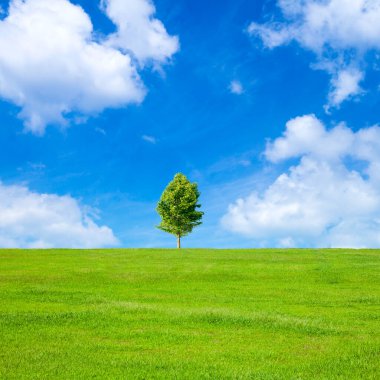 Mavi gökyüzü ile yeşil alan ağacında 