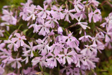 Güzel çiçekler, yakın görüş, doğa konsepti.
