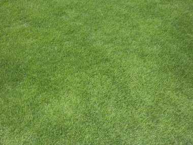 çimen alanı yeşil çimen dokusu