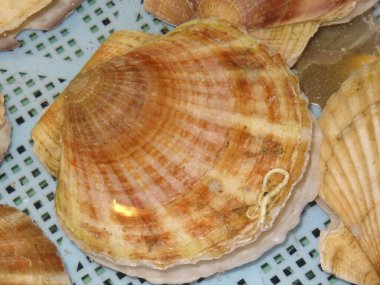 Taze deniz tarakları, deniz ürünleri arka planı.