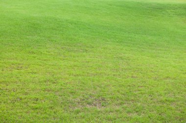 Golf sahasının yeşil çimenleri 