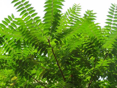 Güzel botanik fotoğrafı, doğal duvar kağıdı.
