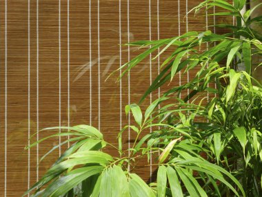 Bahçede çit ve yeşil yapraklar 