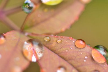 Yaprakların üzerindeki su damlalarını kapat 