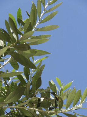 Mavi gökyüzünün arka planında yeşil ağaçlar